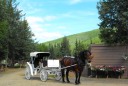 white carriage and horse
